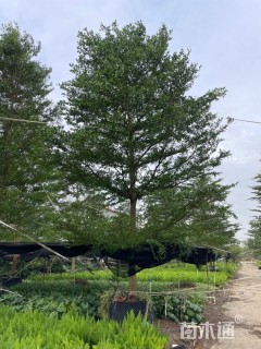 16公分细叶榄仁