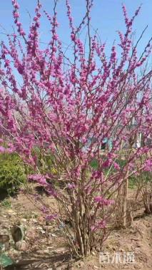 高度250厘米丛生紫荆