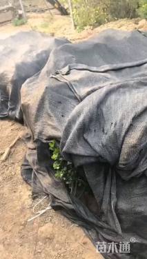 高度40厘米大叶黄杨