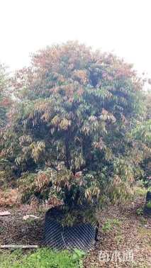 高度100厘米嘉宝果