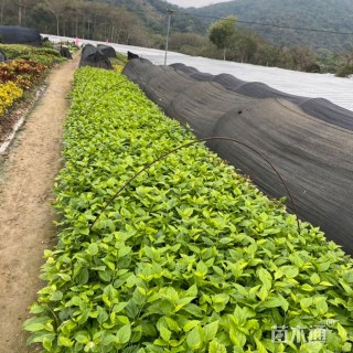 高度20厘米扶桑