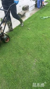 草卷状百慕大草