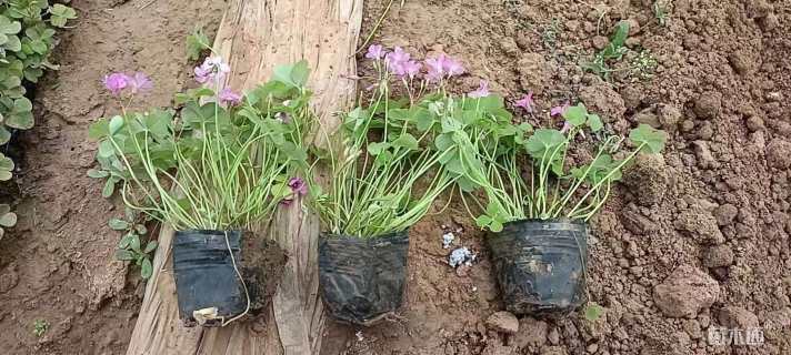 高度15厘米紫云英