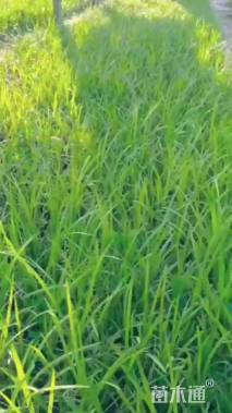 高度20厘米麦冬