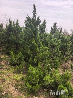 高度250厘米龙柏