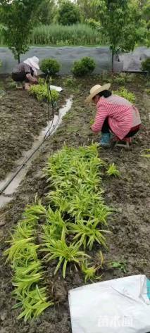 高度18厘米金边麦冬