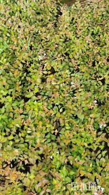 高度20厘米六道木