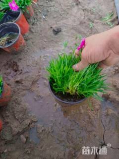 高度12厘米欧石竹