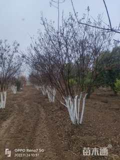 高度500厘米丛生紫薇