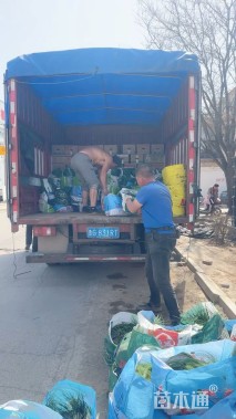 高度50厘米超级鼠尾草