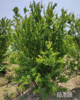 高度300厘米花石榴