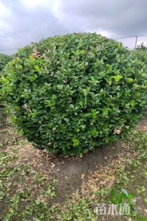 冠幅250厘米大叶黄杨球