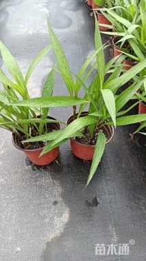 高度30厘米翠芦莉