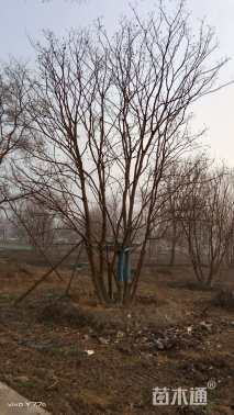 50公分丛生乌桕