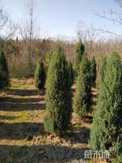 高度200厘米河南桧