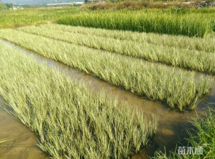 石菖蒲