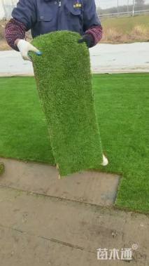 草卷状百慕大草