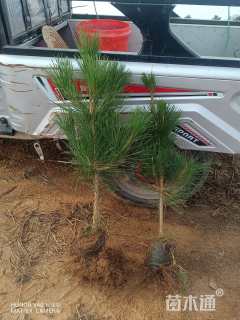 高度80厘米黑松