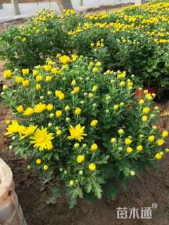 高度20厘米千头菊