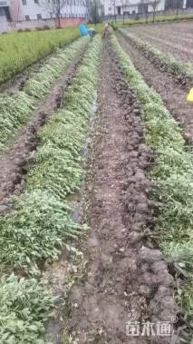 高度40厘米金边黄杨