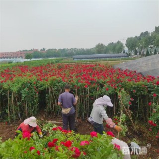 高度120厘米蔷薇