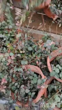 20厘米花叶络石