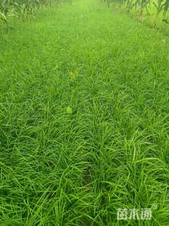 高度25厘米麦冬