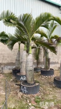 裸干高150厘米酒瓶椰子