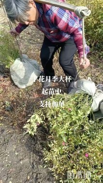 高度60厘米丰花月季