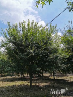 鸡爪槭