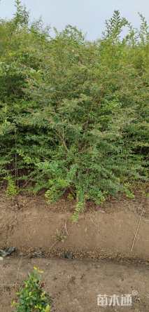 高度150厘米小叶女贞