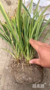 高度30厘米金边麦冬