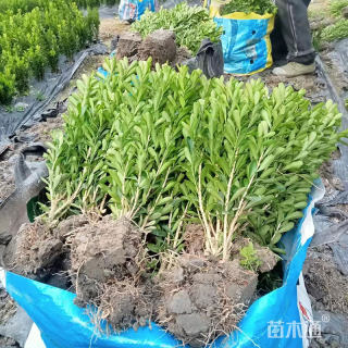 高度80厘米瓜子黄杨