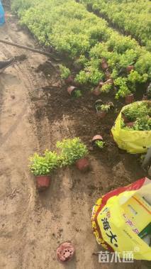 高度25厘米金山绣线菊