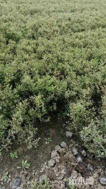 高度35厘米丰花月季小苗