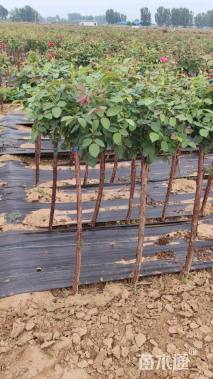 高度120厘米月季