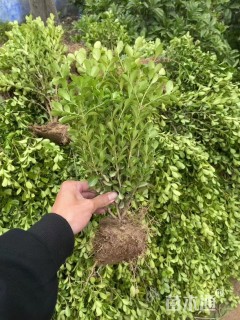 高度60厘米小叶黄杨