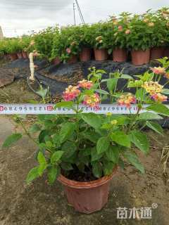 高度25厘米马缨丹