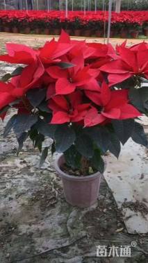 高度50厘米一品红