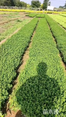 高度20厘米荷兰菊