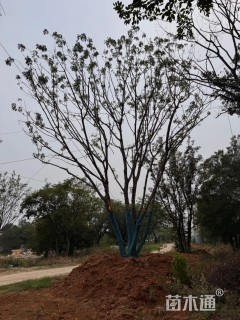 70公分(4杆)丛生黄连木