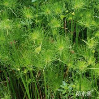 高度20厘米莎草