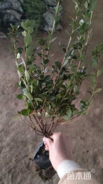 高度25厘米夏鹃