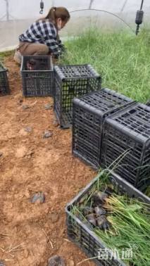 高度50厘米大油芒