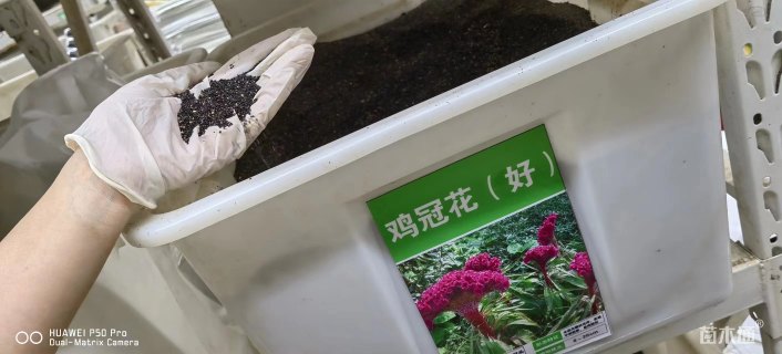 鸡冠花种子