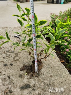 高度40厘米花叶锦带