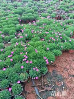 高度10厘米欧石竹