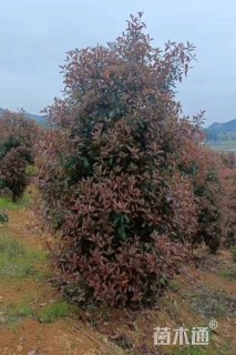 13公分红叶石楠