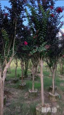 5公分红火箭紫薇