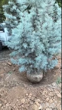 高度150厘米蓝冰柏